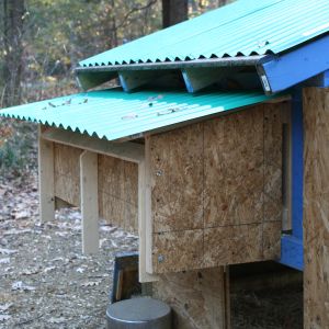 The nesting box on the back of the layer coop.  We had to rebuild after the first nesting box sprung a leak.  We also discovered that our barred rock girls needed a bit more space, so there are three boxes instead of the original four.  The whole back opens up.