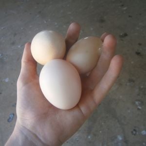 3/30 eggs I got today (2014/12/02)