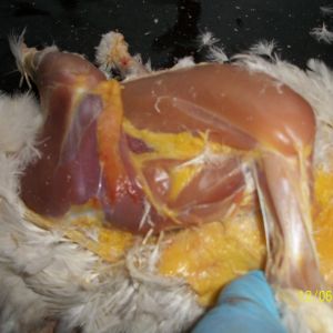 Then pull skin on the side upwards and over the "shoulder" of the bird and down to the "elbow".
