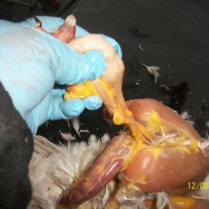 Pic of trachea, esophagus and crop being isolated from the neck and chest and pulled free of attachments there.
