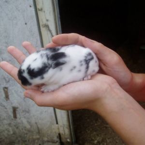 Holland Lop bunny