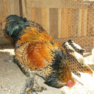 Gold Laced cockerel @ 9 months
