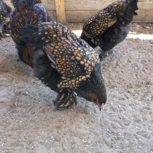 Gold Laced pullet