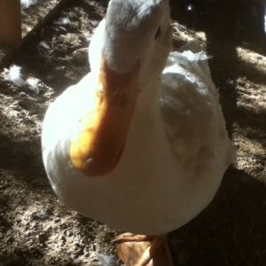 Quack quack Duckie!