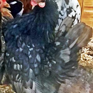 This is a very beautiful full breasted serama hen, her tail is in molt at the picture time. She is part of the 2015 breeding program.