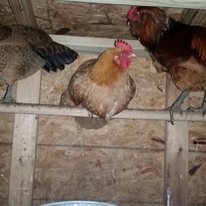 Ameracauna hen on left. Ameracauna  rooster on right and byc's logo is our buff Orpington/ new hamp Red Cross