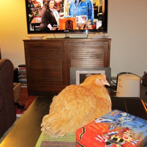 Doesn't everyone have a chicken on their coffee table?