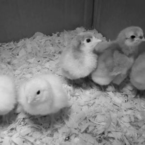 2 white sussex and 3 lavender orpington - 1 week old