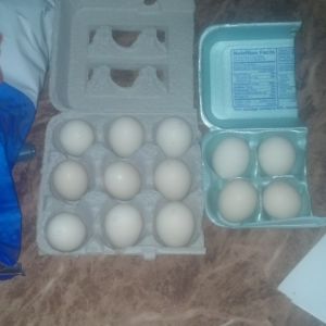 my serama eggs aug. 9th 2014