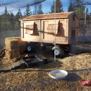 Duck house/gypsy wagon. Flock of 6 KCs. The hardware cloth goes 2 ft. into the ground around edge of pen and there's aviary netting above. Locks on all doors and windows (windows also have hardware cloth.)