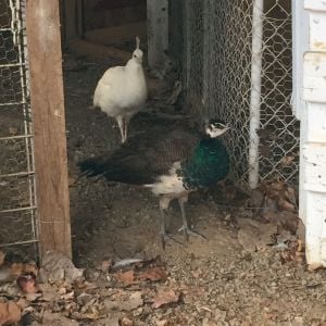 Our youngest peacocks out of 12, sure are hoping white one is a male.