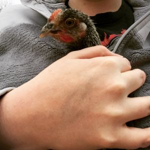 The pet chicken that loves to be held and put in your jacket or coveralls.