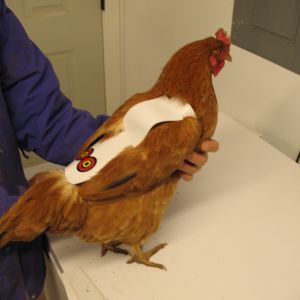 A chicken saddle from ChickenArmour on a New Hampshire hen with rooster wear.