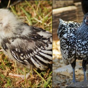 Sarafina-- Silver Laced Sebright, as a chick and as a big girl!