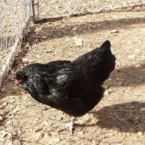 black amer hen