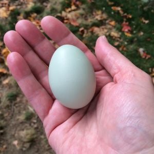 Lovely EE egg from Feather