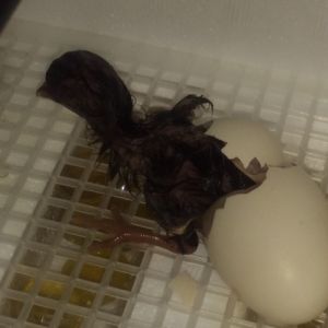 First chick to hatch. kicked out, but the shell is still attached.