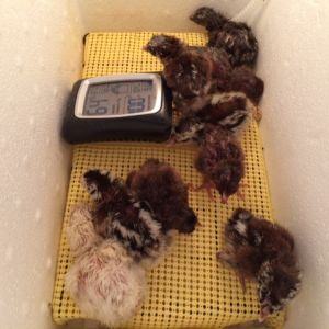 nine little peepers who just hatched. 02/12/15-02/13/15