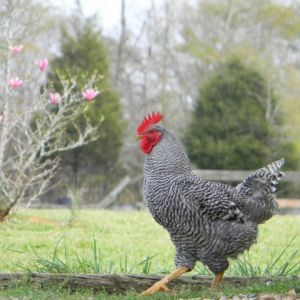Bruster The Rooster, a Plymouth Barred Rock