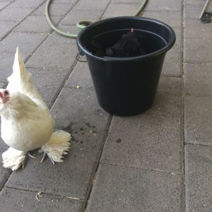 Puuuuut de chicken in de pot! Another scorching day in Adelaide sees me dunking my chickens in cool water, they were not coping well and I had to bring them inside for some air conditioning. Black Booger is in the bucket and Pecky McPeckpeck is waiting her turn.