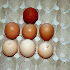 F1 eggs in middle row.