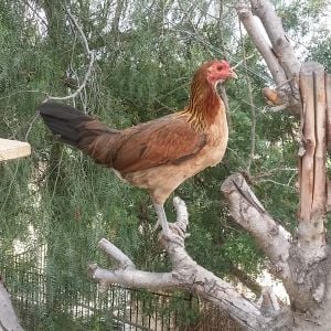 mix breed game hen