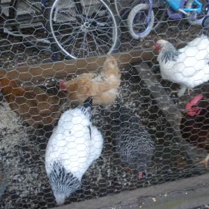 All my girls! Starting in the back left we have Suessy and EE, Creamsicle a Buff Orpington?, GiGi (for gentle giant) a Brahma, now to the front left we have MiMi a Brahma, Bawk Bawk a Dominique and Abigail the RIR.