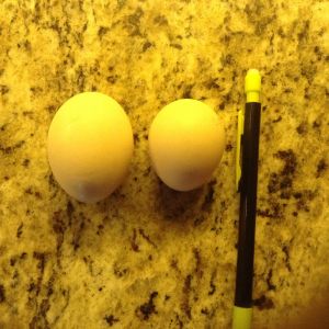 Roxy lays the smallest eggs and only about forty during her pullet year.