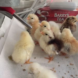 Serama Chicks hatched February 25, 2015.