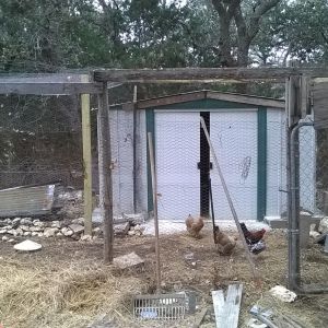 Front of the coop, with my three bantam hens and one rooster.
