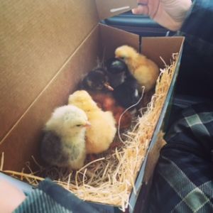 Our little hens on their way home!