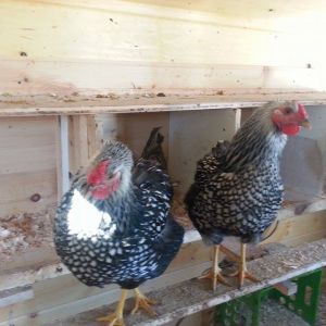some of our hens in bigger coup by nesting boxes