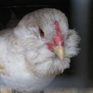"Big Cheek Becky" the White Ameraucana
My 12 yr old daughters pic and name for this bird. This is her bird.