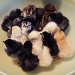 17 out of 19 hatched!