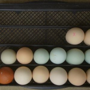 Eggs set for Easter HAL 2015