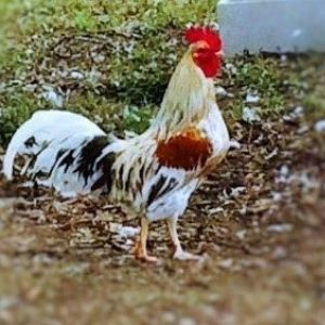 Marbles as a mature rooster