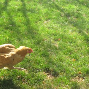 Run, run, run  as fast as you can! You can't catch me, I'm a chicken.