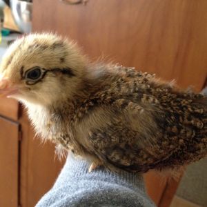 2 week old Chickadee