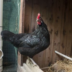 Maltese Black chicken