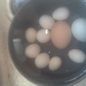 Serama egg's aka egg bites, red sexlink brown egg & a easter egger