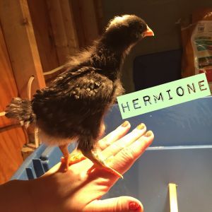 Hermione (Barred Plymouth Rock) at 2 weeks.