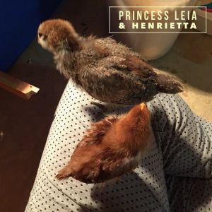 Princess Leia (Araucana) and Henrietta (Rhode Island Red) at 2 weeks. (Note the size difference.)