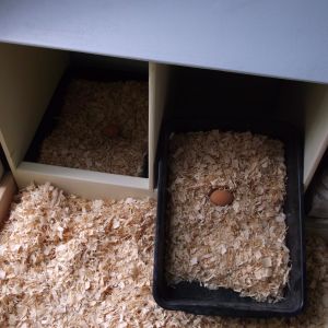 Nest boxes are lined with shallow plastic boxes for easy cleanup.Dh[ bless his cotton socks!]measured how tall the chickens were and made the entrance hole the same height.Will make some curtains to cover up some of entrance.