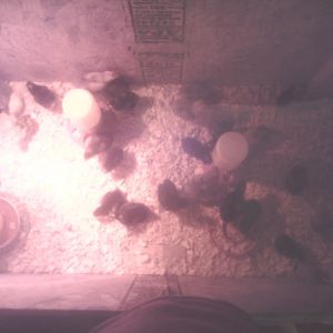 New Brooder with 29 chicks