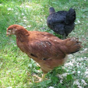 App. 2 months of age: Rhode Island Red x Columbian front, Black Sex Link back