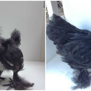 The Brat: a black smooth sizzle. Most likely a roo, but all of our silkies/sizzles are only 2.5 months old as of the end of March so we don't really know.