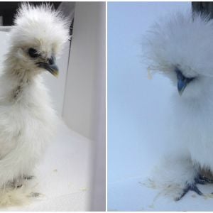 Poof: A white normal/smooth silkie