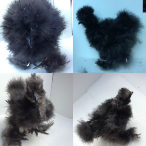 Sleepy: This gal? is named for her tendency to sleep CONSTANTLY. A black frizzled silkie