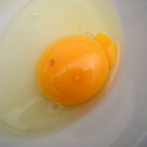 Blood in the egg