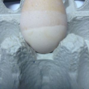 A special "Easter Egg" one of my chickens laid!